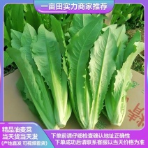 油麦菜江苏油麦菜一手货源视频看货产地直发质量好