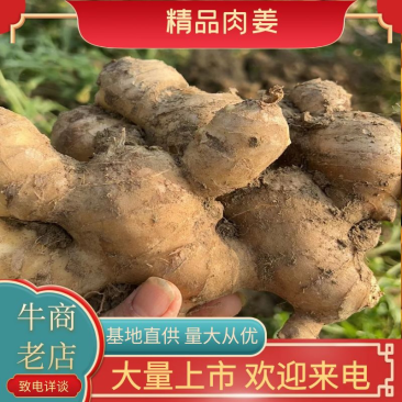 精品福建肉姜货源充足，产地发货，价格优惠欢迎采购