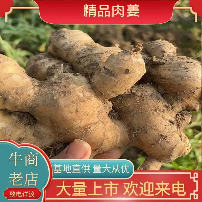 精品福建肉姜货源充足，产地发货，价格优惠欢迎采购