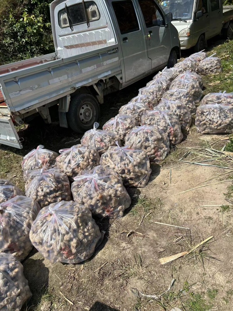 精品福建肉姜货源充足，产地发货，价格优惠欢迎采购