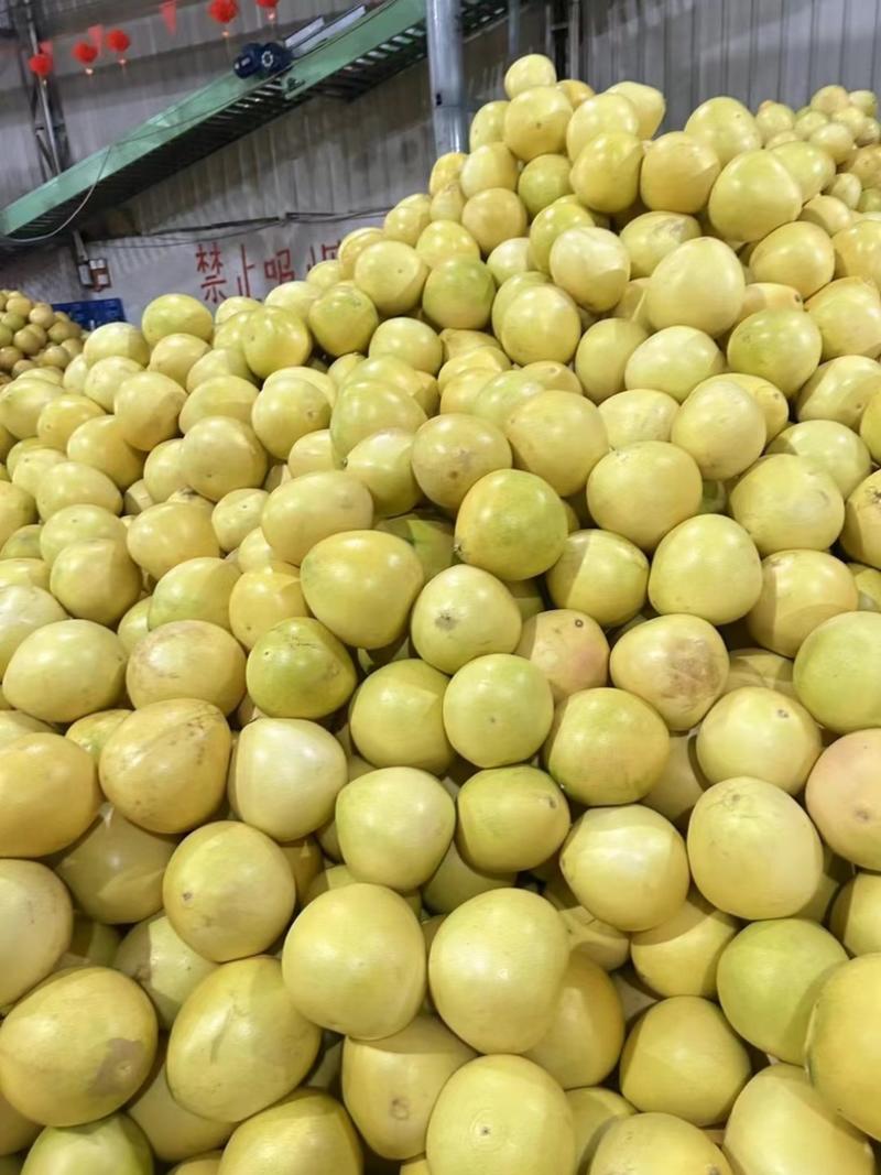 漳州柚子三红蜜柚，红柚，皮薄水分足欢迎采购