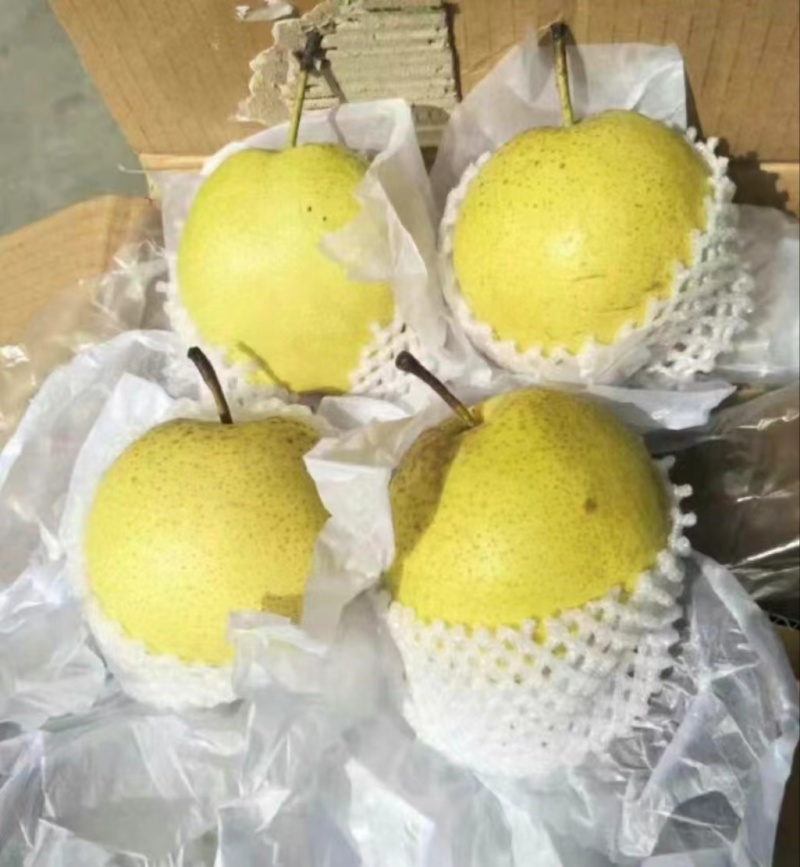 雪花梨电商供应市场精品连锁商超供应产地一手货源