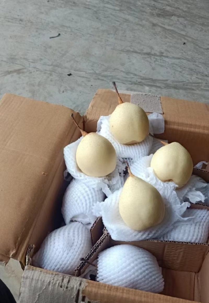 雪花梨电商供应市场精品连锁商超供应产地一手货源