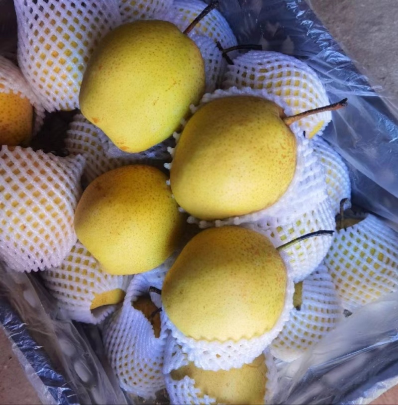 雪花梨电商供应市场精品连锁商超供应产地一手货源
