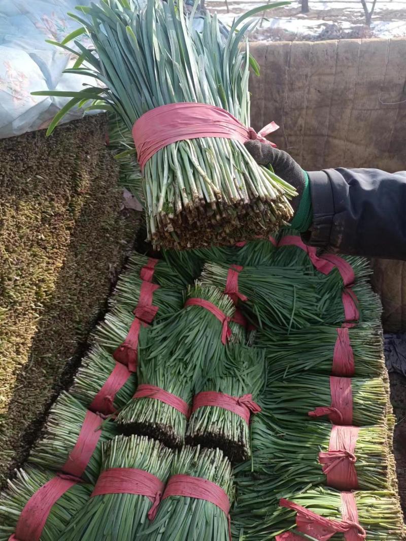 精品韭菜货源充足量大从优质量保证欢迎咨询