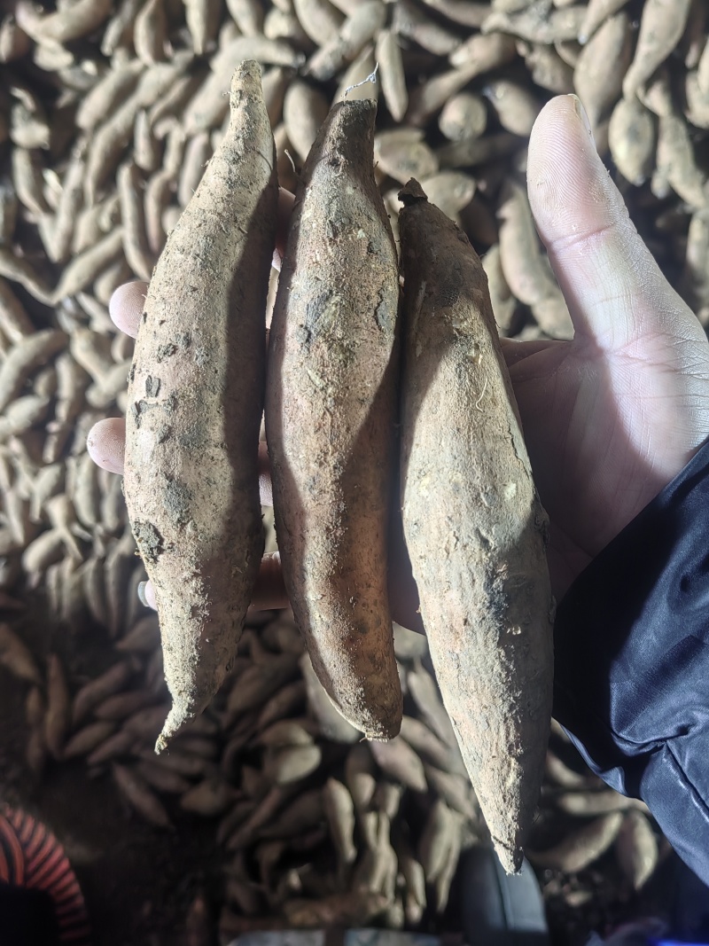 红薯万亩基地，有西瓜红、龙九蜜薯，商薯，供电商市场加工厂