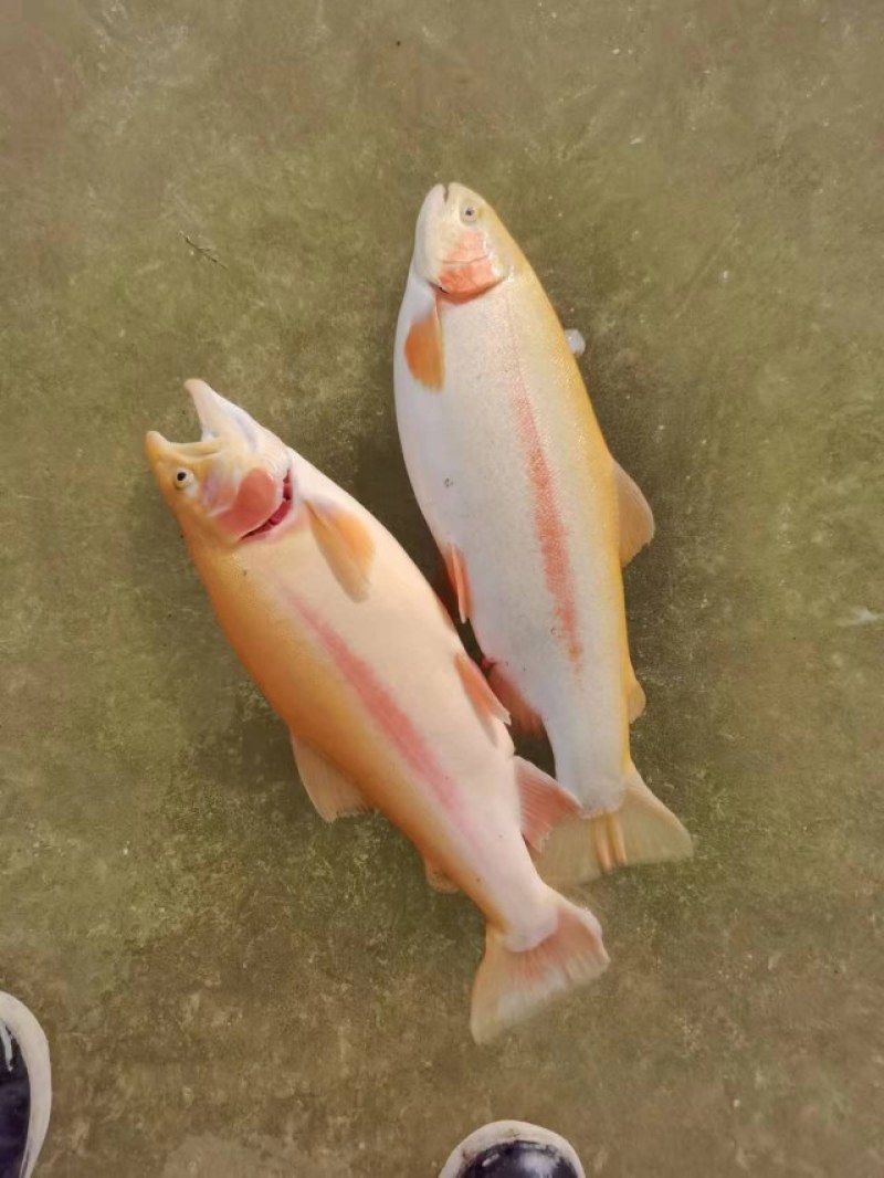虹鳟鱼