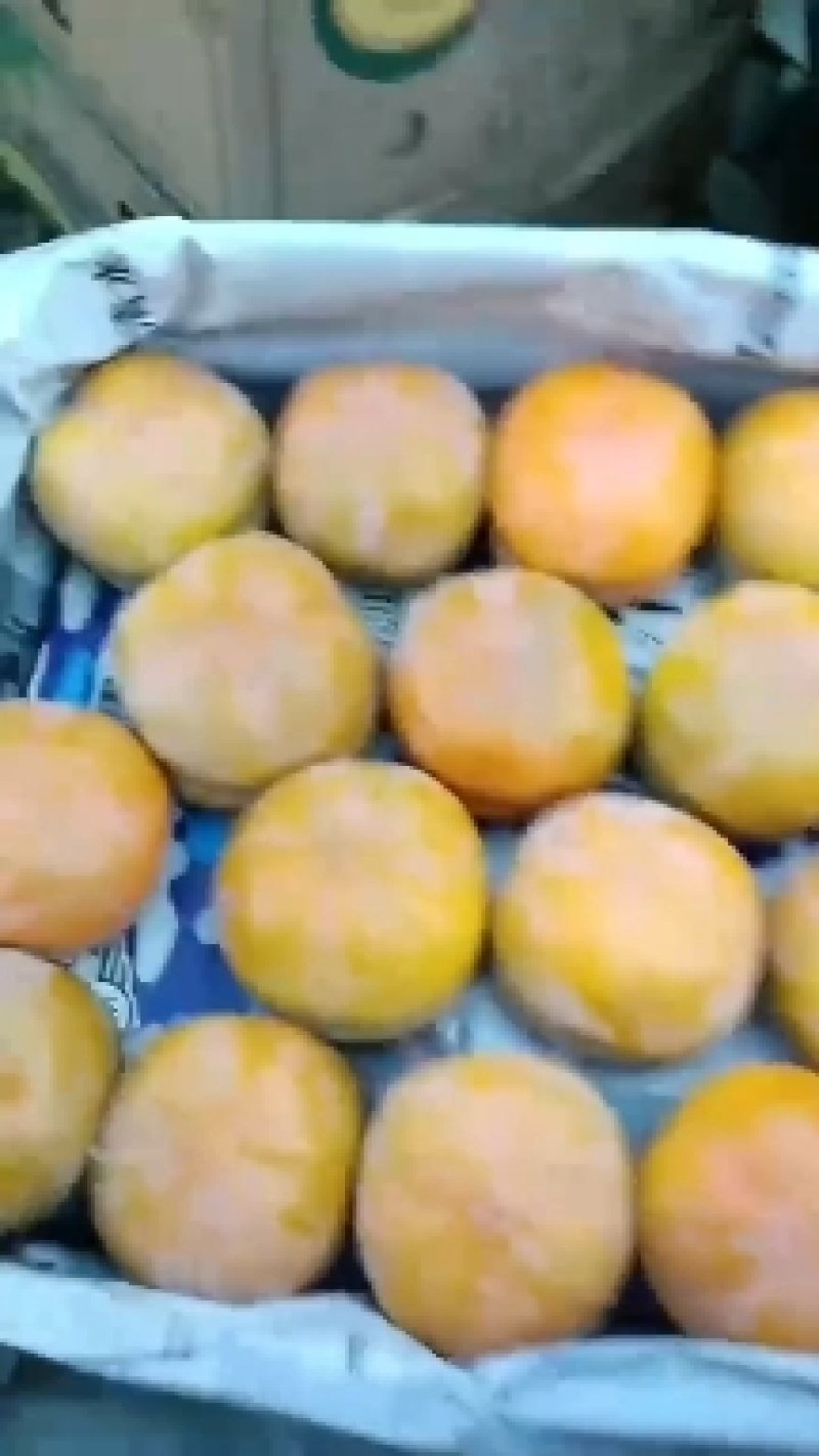 大家好，我这里有大量磨盘柿子，产地直销货源充足