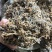 常年有货梅干菜产地批发大量供货价格优惠欢迎咨询合作