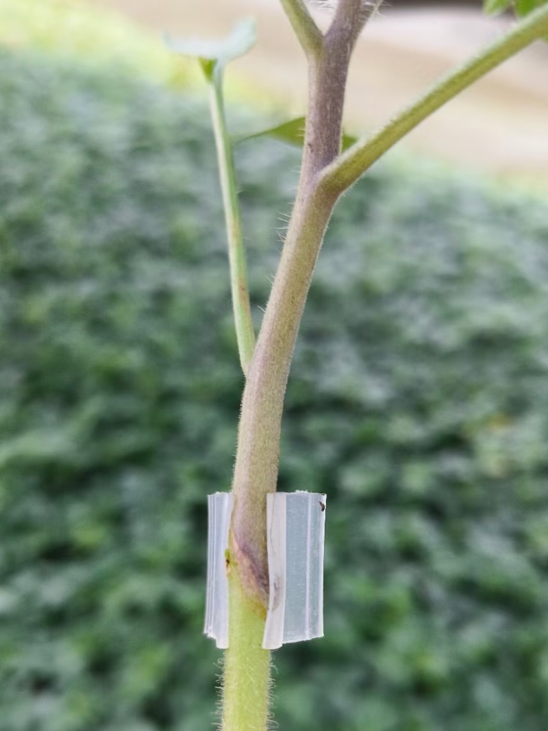 【推荐】嫁接番茄砧木嫁接砧木种子大果番茄砧木高抗根结线