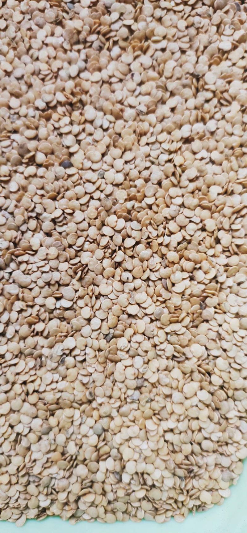 【推荐】嫁接番茄砧木嫁接砧木种子大果番茄砧木高抗根结线