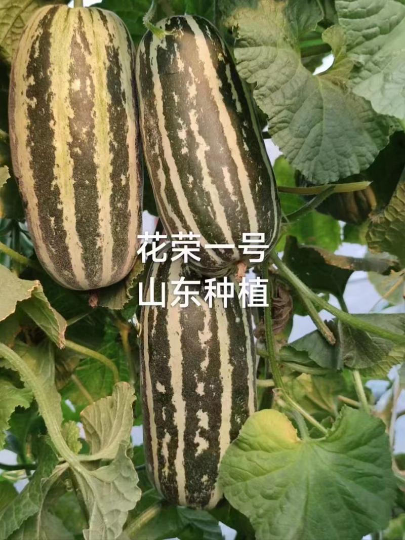 花荣一号甜瓜种子特甜采摘园甜瓜基地专用银白花条长桶型甜瓜