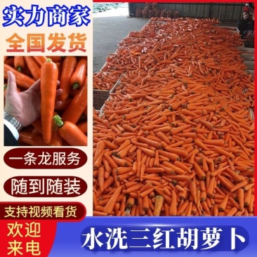 开封精品水洗胡萝卜，中条，小条开封产地直发，诚信经营，