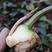 毛慈菇大宽叶品种