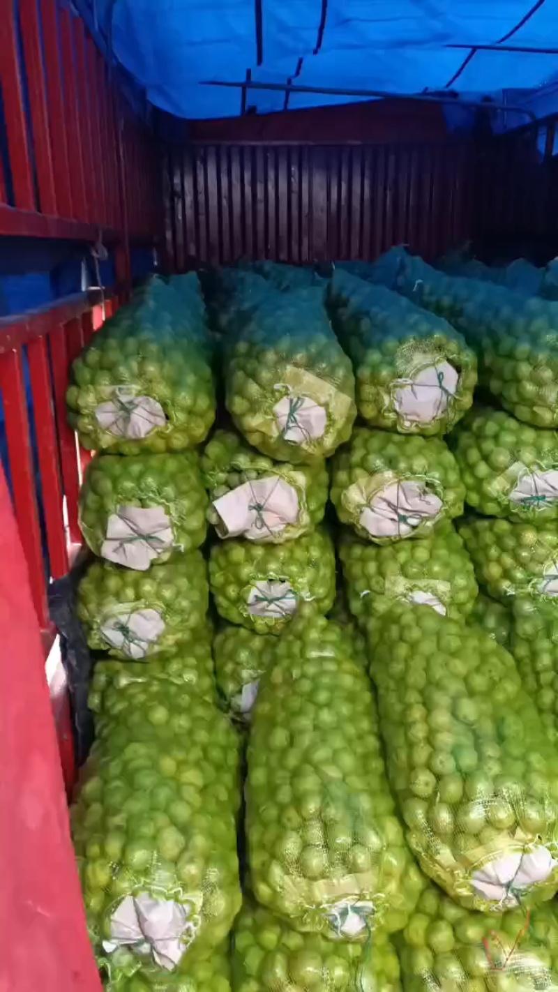 山西青皮核桃，特大丰，礼品二号，元丰，清香，金博丰