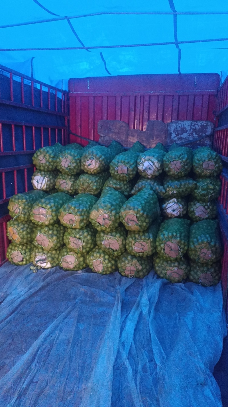 山西青皮核桃，特大丰，礼品二号，元丰，清香，金博丰