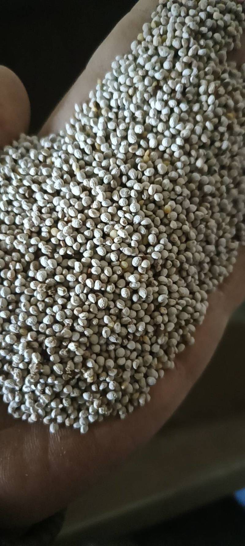 我是黑龙江省桦南县，我们这里是紫苏子和白苏子的主产区