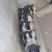 巴马香猪全国包邮基地直发视频选货线上下单