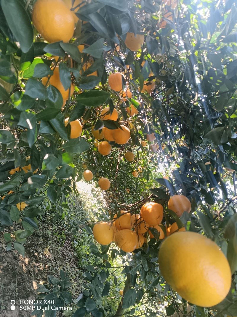 德庆皇帝柑，无冻伤果，口感超甜皮毛干净。
