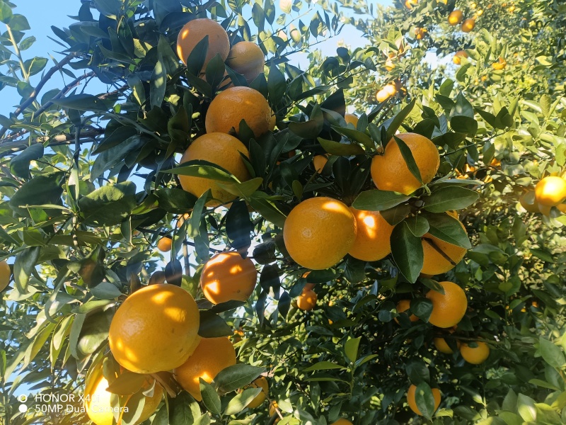 德庆皇帝柑，无冻伤果，口感超甜皮毛干净。