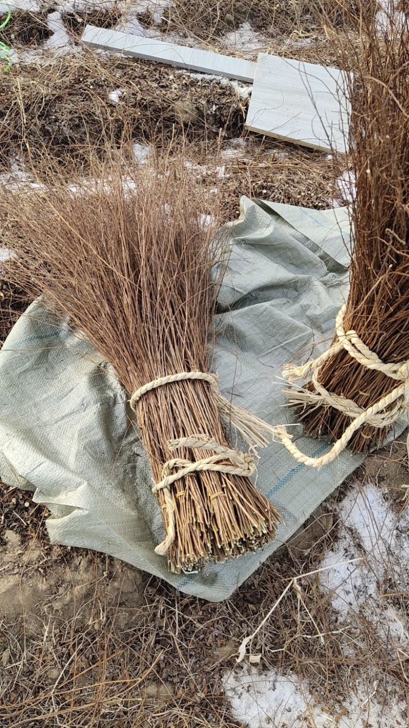 干支雪柳基地直发产地供应现用现割包开花