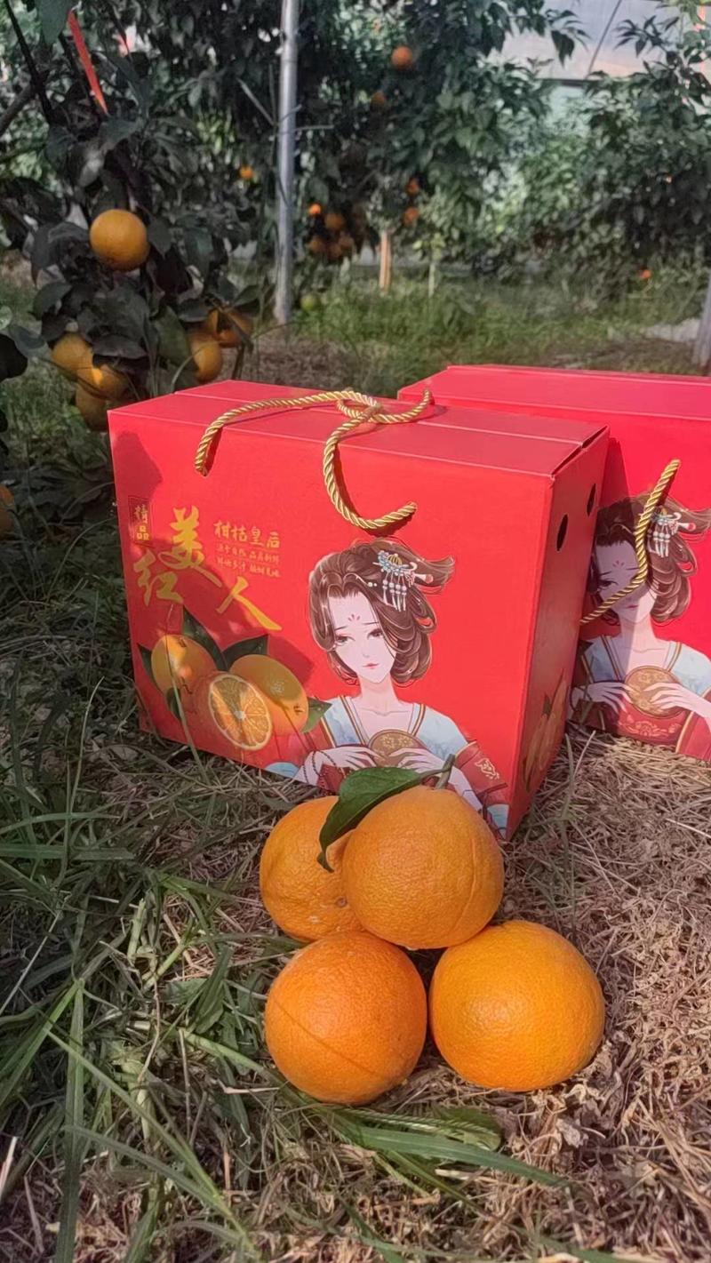 浙江优质红美人蜜橘一手货源产地直销量大从优