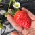 甜宝牛奶草莓农户自家直发大量供应寻求电商团购等一件代发