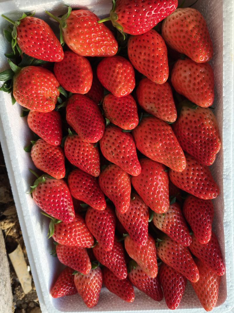 甜宝牛奶草莓农户自家直发大量供应寻求电商团购等一件代发