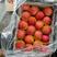 山东红富士苹果，甜蜜多汁，供应市场商超电商量大价优