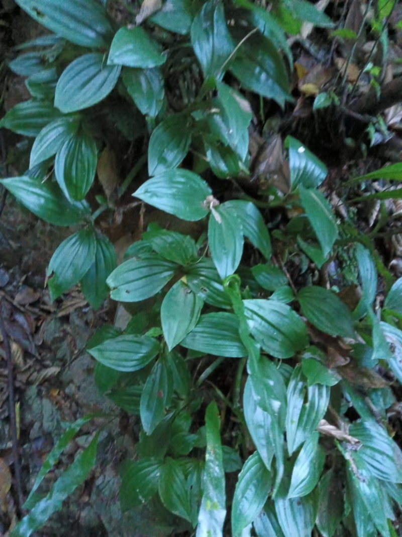 精/大山深处纯野生绿杆见血清鲜货干货齐全量大从优