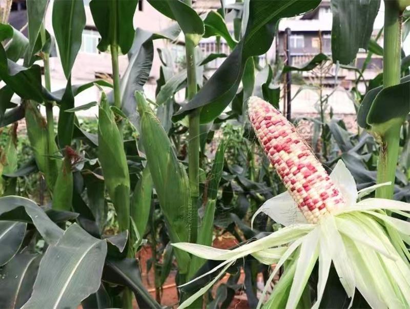 花玉米彩甜糯6号玉米种子审定玉米品种大棒大粒彩糯玉米种籽