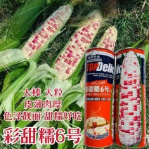 花玉米彩甜糯6号玉米种子审定玉米品种大棒大粒彩糯玉米种籽