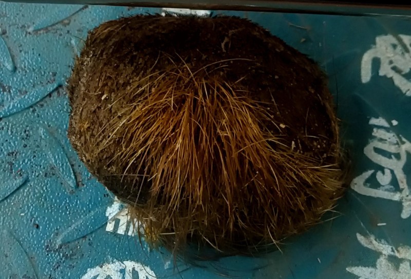猪宝猪辰砂，大的1400克左右！