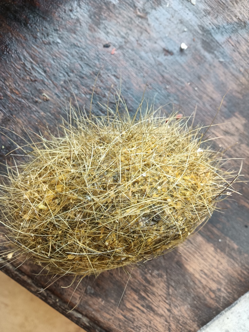 猪宝猪辰砂，大的1400克左右！