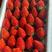 草莓之乡源头直发口感品质保证新鲜承接一件代发电商团购等