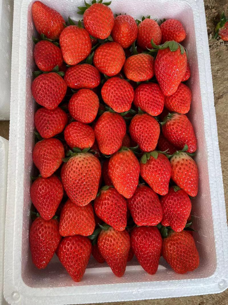 草莓之乡源头直发口感品质保证新鲜承接一件代发电商团购等
