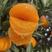 九月红脐橙自家果园，产地大量上市，保质保量。