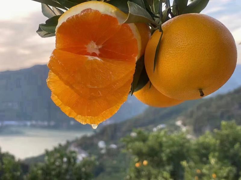 九月红脐橙自家果园，产地大量上市，保质保量。