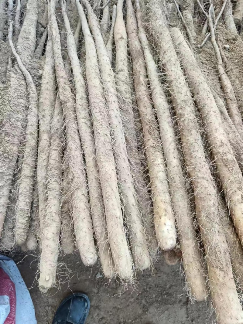 精品山药万亩基地大量出货，需要的老板联系我。