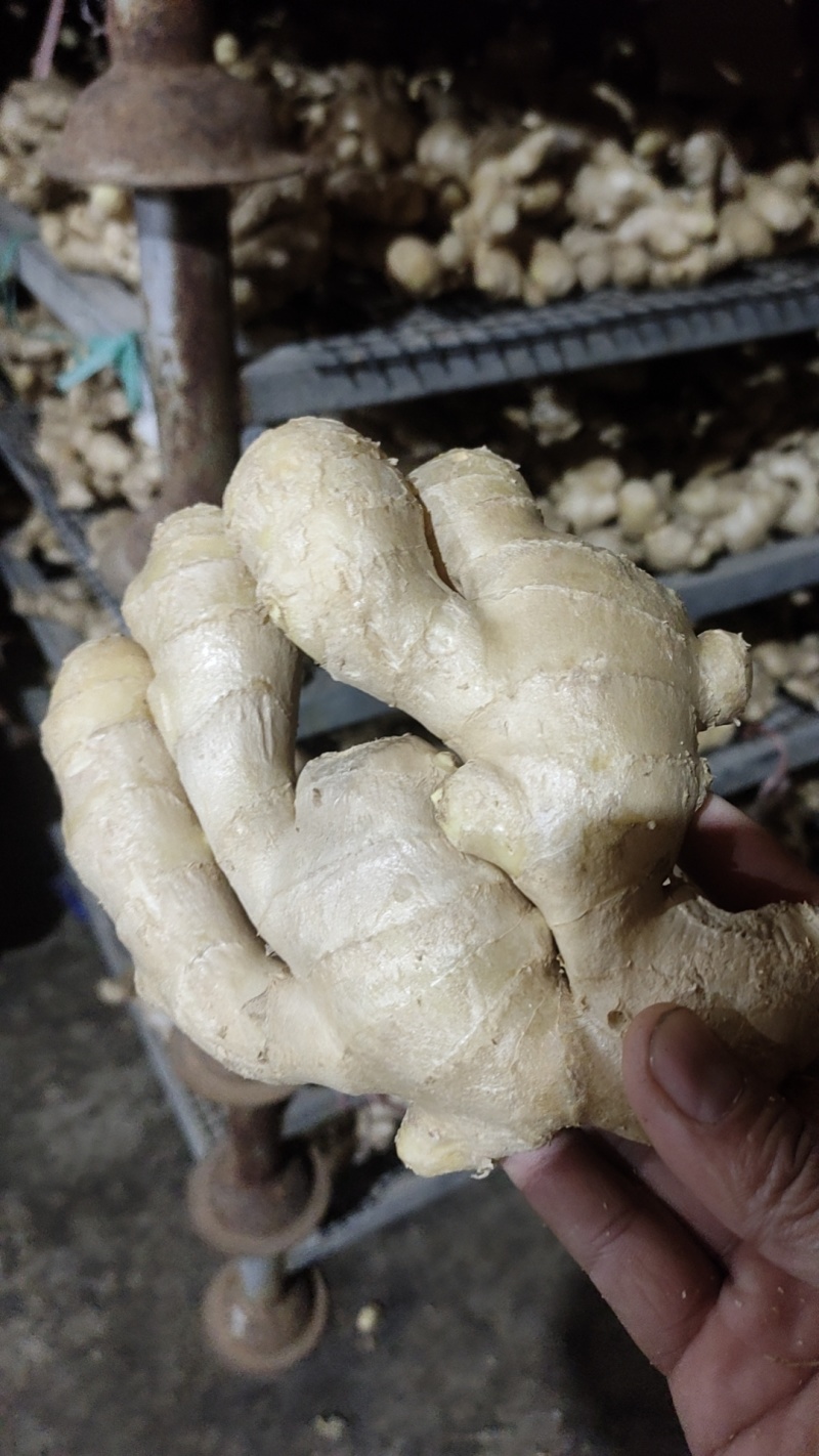 【精选干姜】，山东大黄姜，工厂直达质量好随到随装