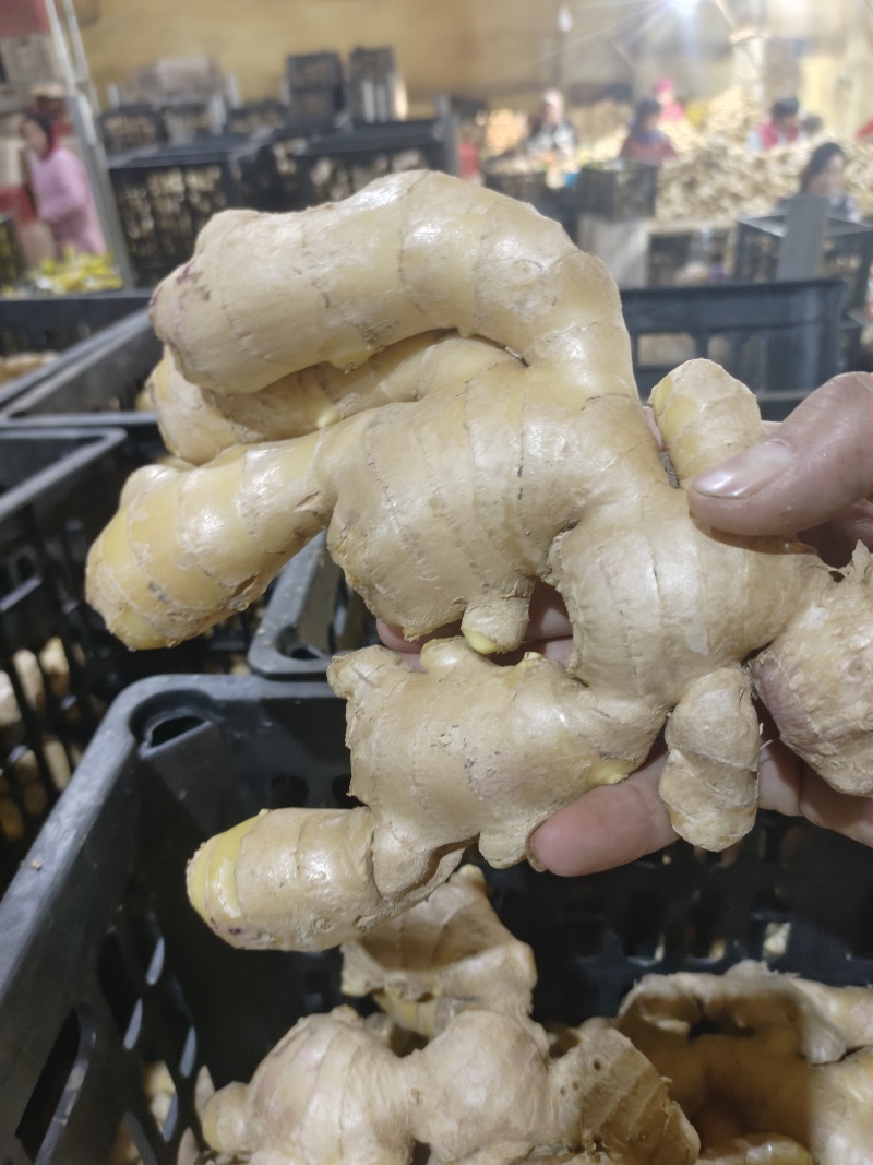 【精选干姜】，山东大黄姜，工厂直达质量好随到随装