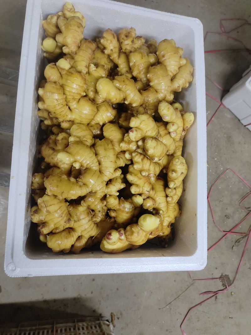 【精选干姜】，山东大黄姜，工厂直达质量好随到随装