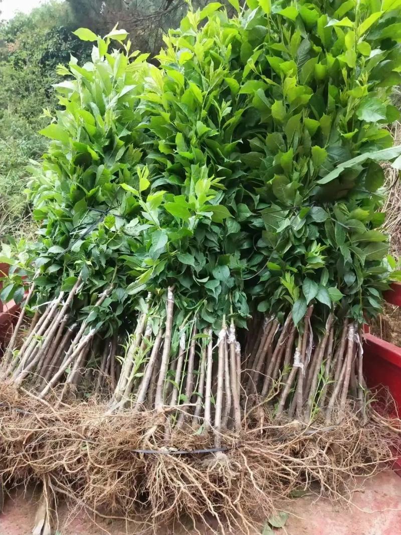 三华李苗嫁接苗，红皮红心脆甜大果子，嫁接苗，苗子漂亮