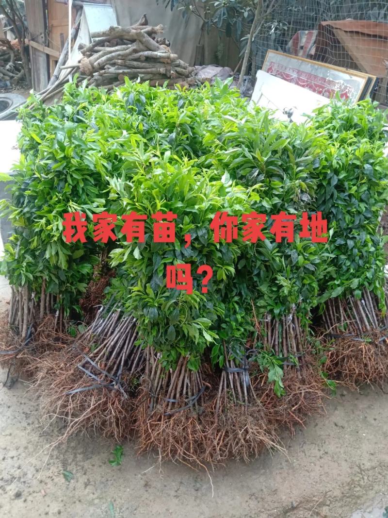 三华李苗嫁接苗，红皮红心脆甜大果子，嫁接苗，苗子漂亮