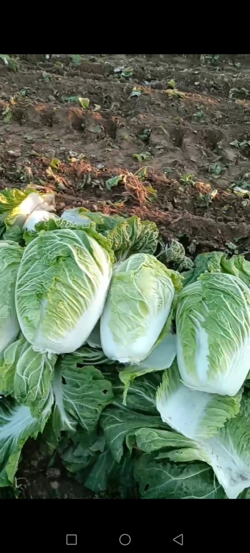 黄心大白菜货源充足产地发货，品质保证欢迎客商来电咨询