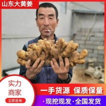 山东大黄姜，生姜供应电商市场商超，一手货源量大价优