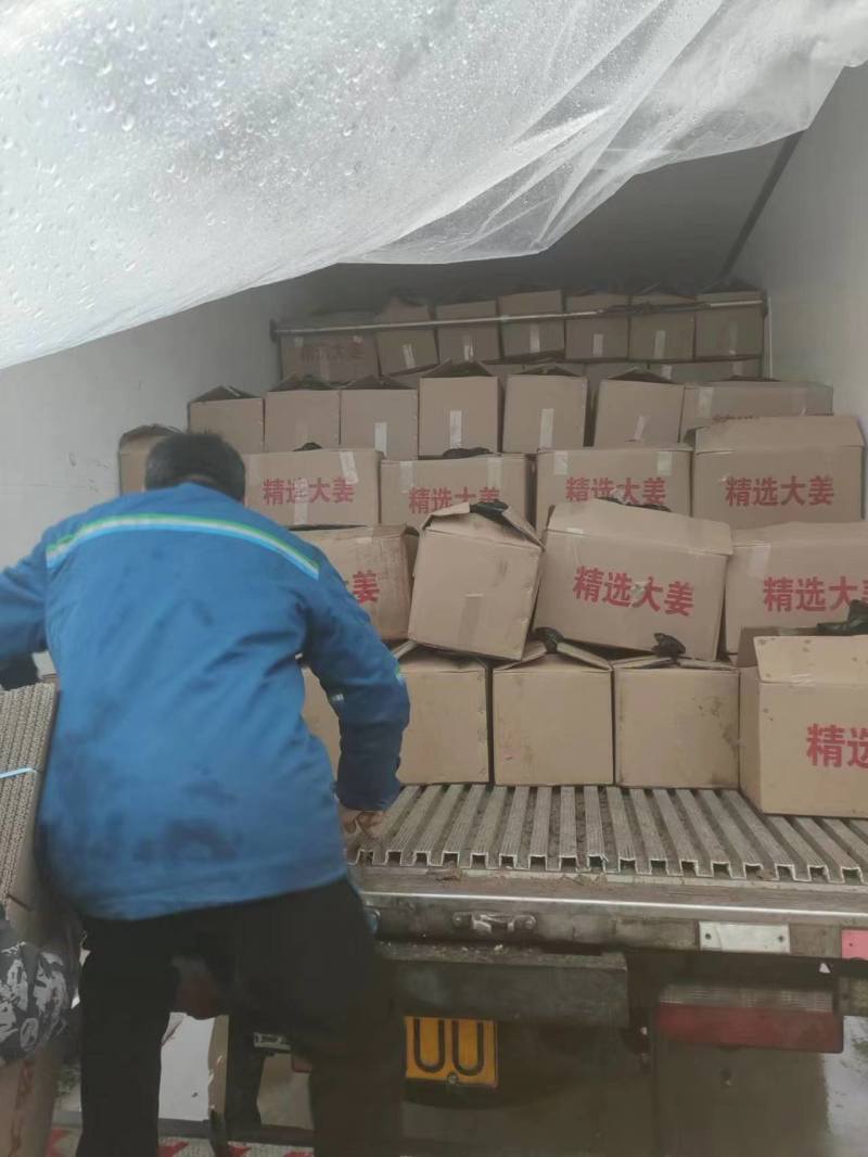 【优】优质大姜水洗姜大黄姜面姜干姜一手货源产地供应欢迎来电