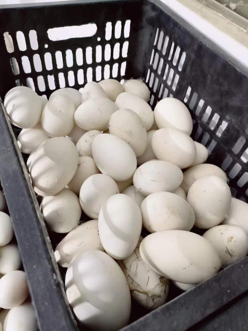 精选鹅蛋初生鹅蛋小鹅蛋现货供应，货源充足
