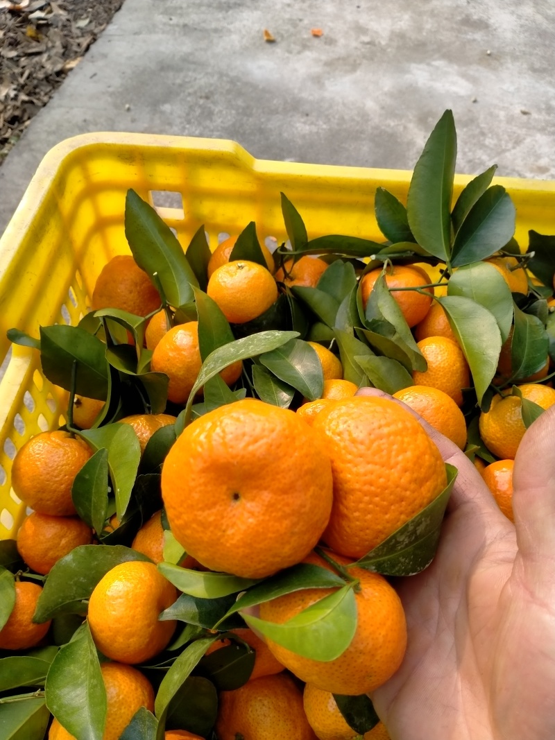 桂林市临桂区两江砂糖橘