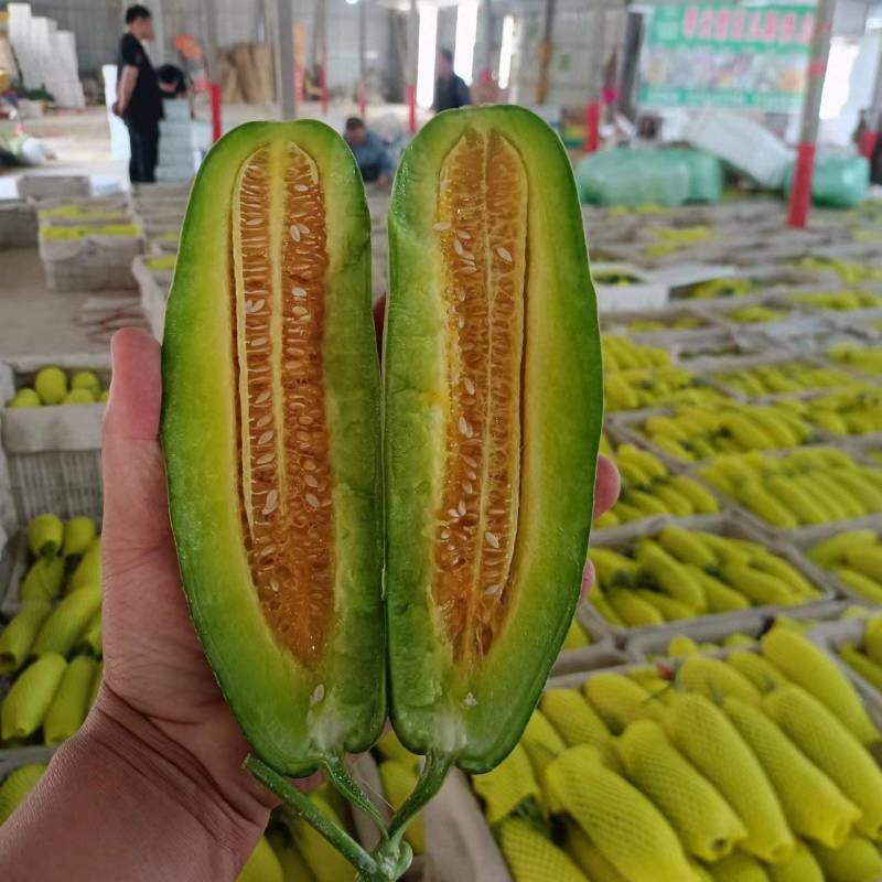 羊角蜜甜瓜博洋六一甜瓜电商市场种植产地量大口感好包棚定货
